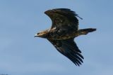 Aigle pomarin, Clanga pomarina