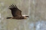 Aigle pomarin, Clanga pomarina