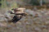 Aigle pomarin, Clanga pomarina