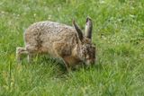 Livre dEurope, Lepus europaeus