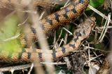 Vipre aspic, Vipera aspis aspis