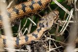 Vipre aspic, Vipera aspis aspis