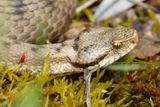 Vipre aspic, Vipera aspis aspis