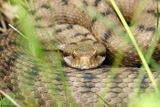 Vipre aspic, Vipera aspis aspis