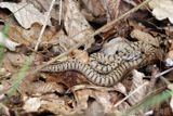 Vipre aspic, Vipera aspis aspis