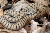 Vipre aspic, Vipera aspis aspis