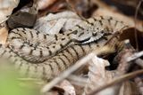 Vipre aspic, Vipera aspis aspis