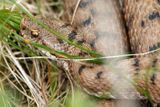Vipre aspic, Vipera aspis aspis