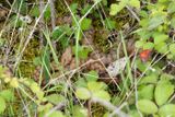 Vipre aspic, Vipera aspis aspis