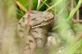 Vipre aspic, Vipera aspis aspis