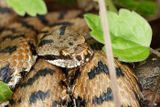 Vipre aspic, Vipera aspis aspis