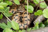 Vipre aspic, Vipera aspis aspis