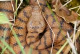 Vipre aspic, Vipera aspis aspis