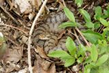 Vipre aspic, Vipera aspis aspis