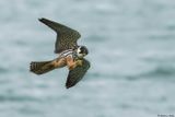 Faucon hobereau, Falco subbuteo
