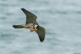 Faucon hobereau, Falco subbuteo