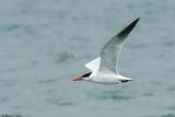 Sterne caspienne, Hydroprogne caspia