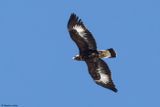 Aigle royal, Aquila chrysaetos