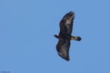 Aigle royal, Aquila chrysaetos