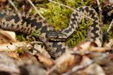 Vipre pliade, Vipera berus berus