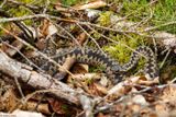 Vipre pliade, Vipera berus berus