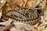Vipre pliade, Vipera berus berus