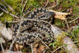 Vipre pliade, Vipera berus berus
