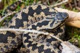 Vipre pliade, Vipera berus berus