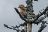 Aigle pomarin, Clanga pomarina