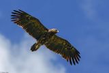Aigle pomarin, Clanga pomarina