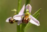 Ophrys apifera