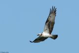 Balbuzard pcheur, Pandion haliaetus