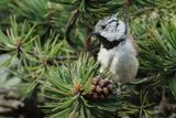 Msange huppe, Lophophanes cristatus