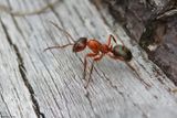 Formica sp.