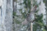 Faucon plerin, Falco peregrinus peregrinus