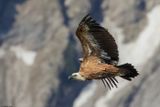Vautour fauve, Gyps fulvus