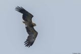 Aigle pomarin, Clanga pomarina