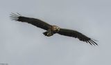 Aigle pomarin, Clanga pomarina