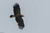 Aigle pomarin, Clanga pomarina