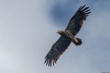 Aigle pomarin, Clanga pomarina