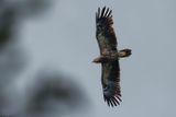 Aigle pomarin, Clanga pomarina
