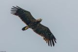Aigle pomarin, Clanga pomarina