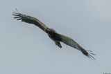 Aigle pomarin, Clanga pomarina