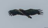 Aigle pomarin, Clanga pomarina