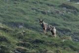 Loup gris, Canis lupus