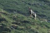 Loup gris, Canis lupus