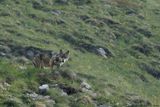 Loup gris, Canis lupus