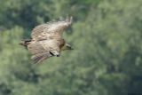 Vautour fauve, Gyps fulvus