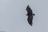 Vautour moine, Aegypius monachus