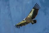 Vautour fauve, Gyps fulvus